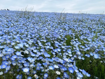 見渡す限りお花畑✿